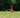 A body from their bottom to the feet sticks up in the air, upside down from a field of tall grass.