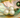 Pearls sitting inside a mother of pearl shell