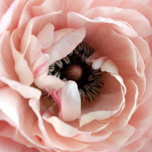 Vulva Pleasure Masterclass: Online Program