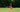 A body from their bottom to the feet sticks up in the air, upside down from a field of tall grass.