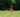 A body from their bottom to the feet sticks up in the air, upside down from a field of tall grass.