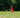 A body from their bottom to the feet sticks up in the air, upside down from a field of tall grass.