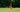 A body from their bottom to the feet sticks up in the air, upside down from a field of tall grass.