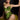 Petra Longline Bra - Passionfruit